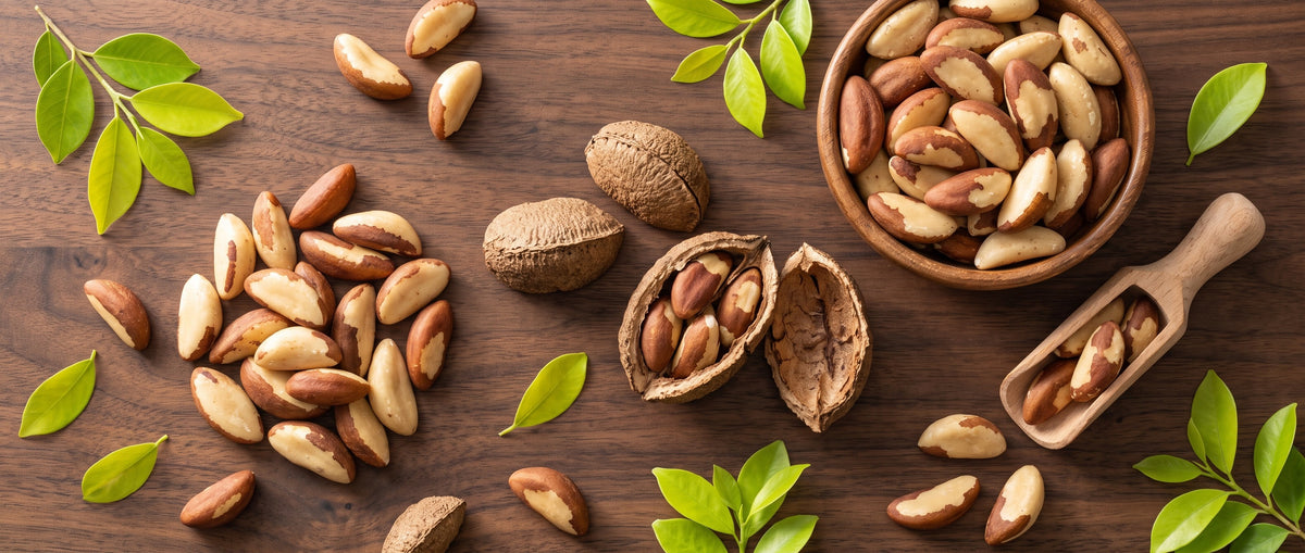 Brazil Nut