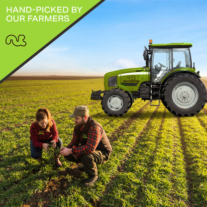 NUT CRAVINGS - Brazil Nuts Roasted & Salted - No Shell Whole Packed Fresh in Resealable Bag - Healthy Protein Food Snack Food Assortments