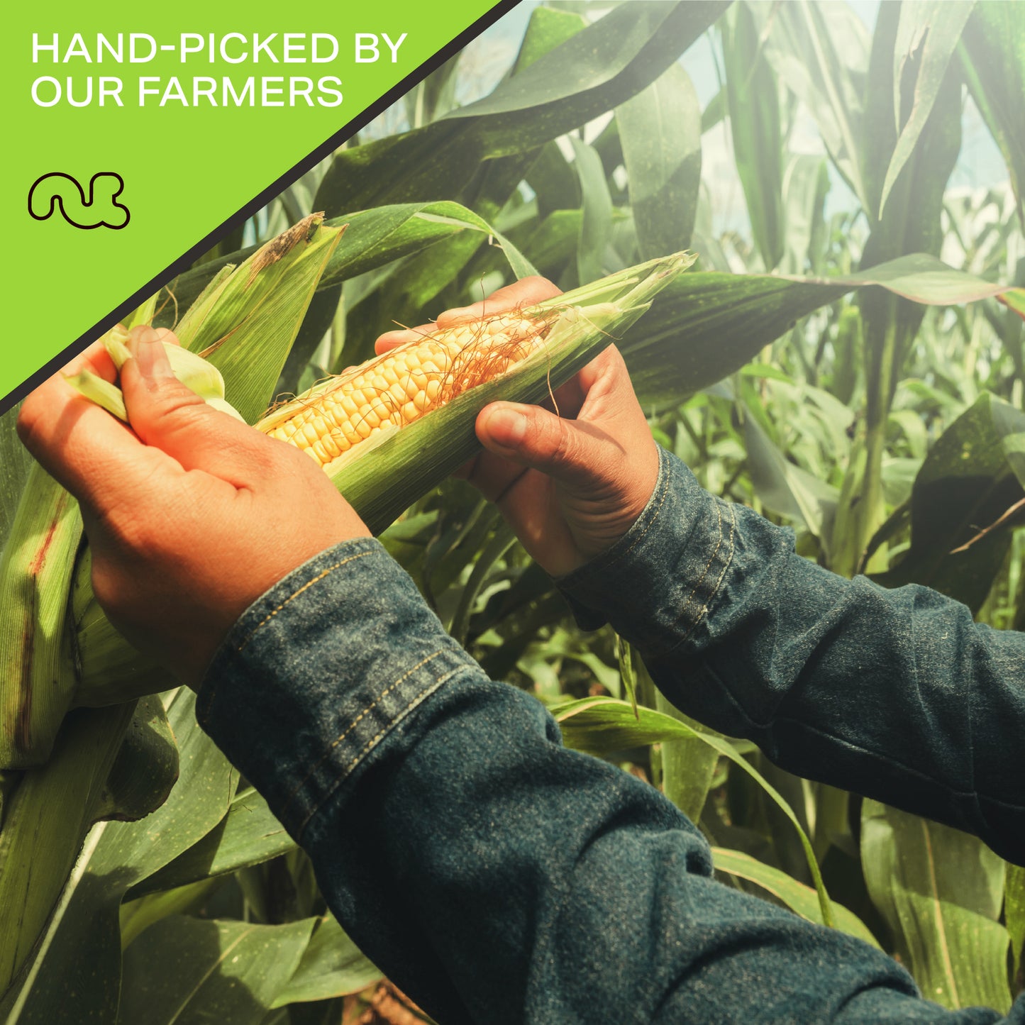 NUT CRAVINGS - Toasted Crunchy Corn Kernels - Original Flavor Roasted & Salted Packed Fresh in Resealable Bag - Healthy Snack Food Assortments