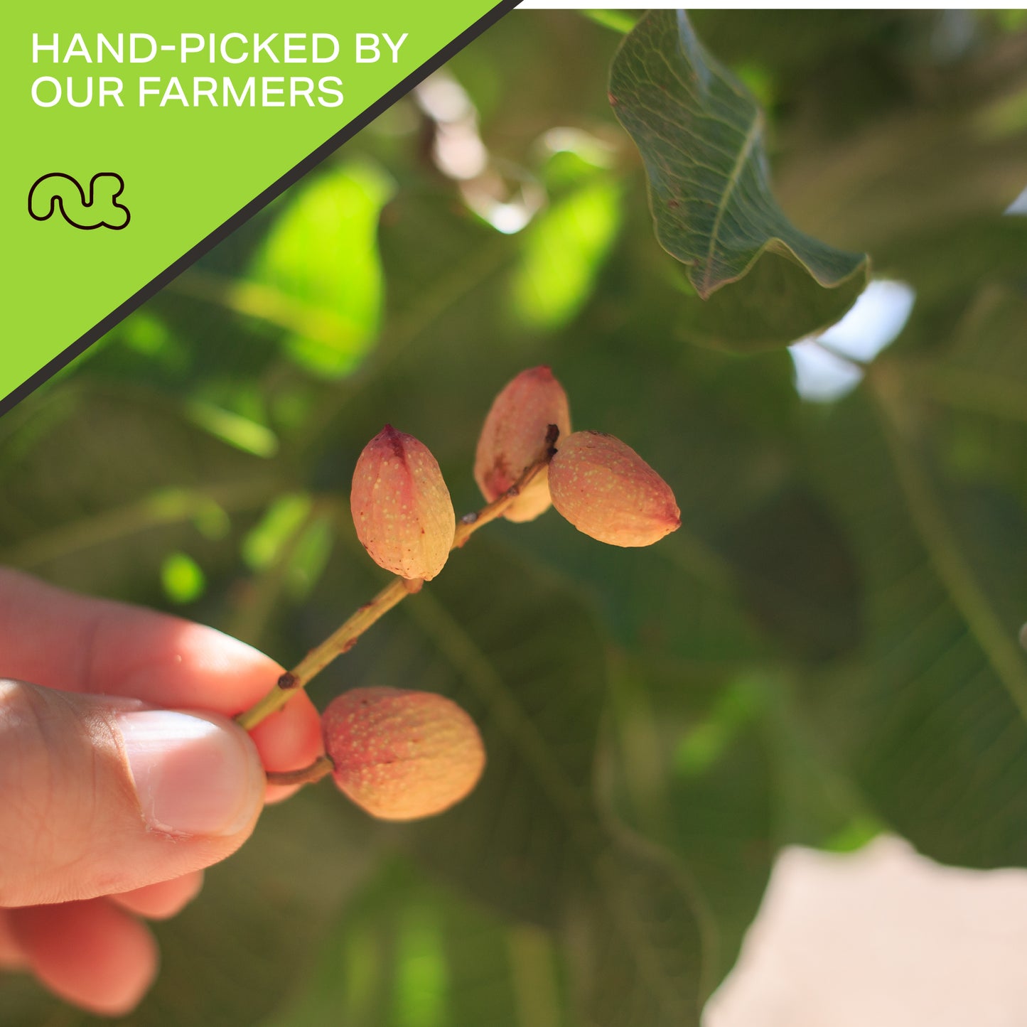 NUT CRAVINGS - Freshly Roasted & Salted California Pistachios Packed Fresh in Resealable Bag - Nut Snack - Food Assortments