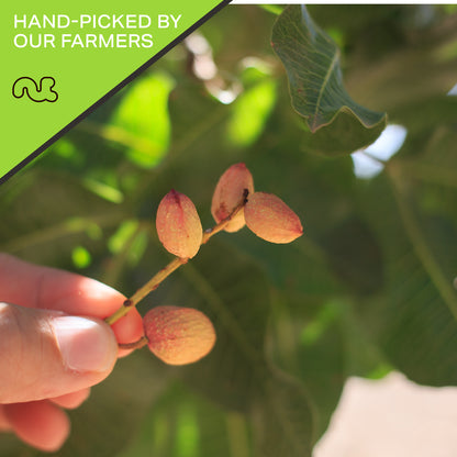 NUT CRAVINGS - Freshly Roasted & Salted California Pistachios Packed Fresh in Resealable Bag - Nut Snack - Food Assortments