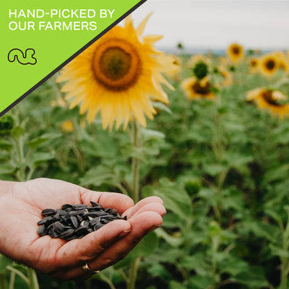Raw Sunflower Seeds Kernels to eat, Unsalted, Shelled Hulled, Packed Fresh in Resealable Bag - Kosher Healthy… — view 4