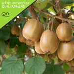 Dried Kiwi