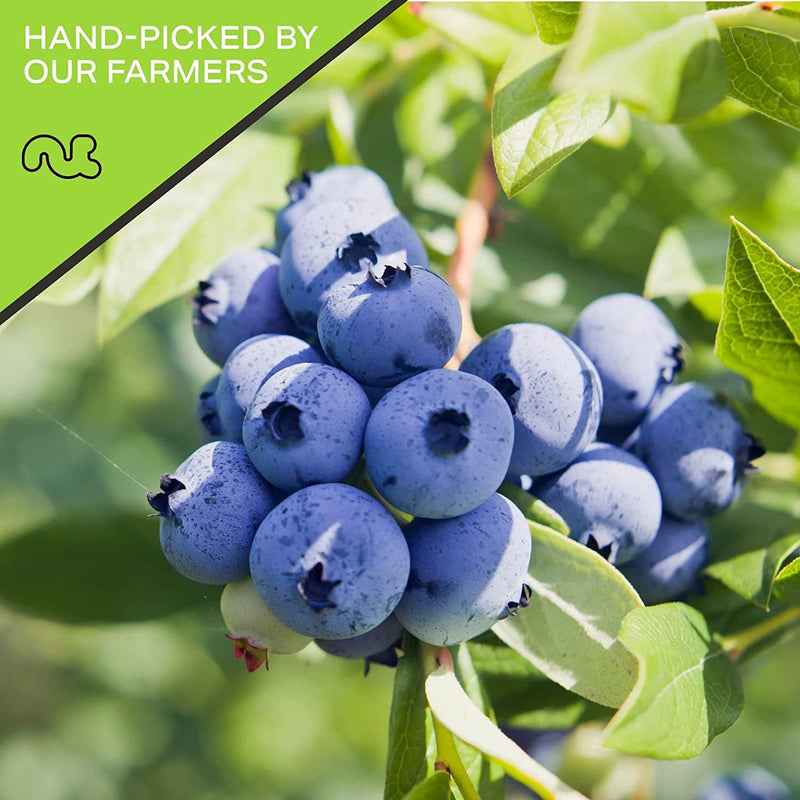Sun Dried Blueberries, Lightly Sweetened